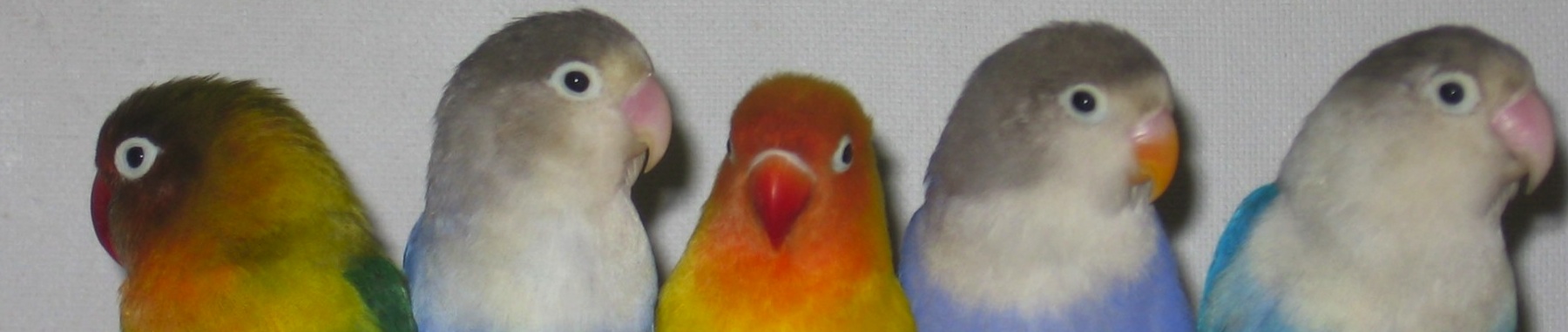 erboristeria-lanuzia-amici-animali-4