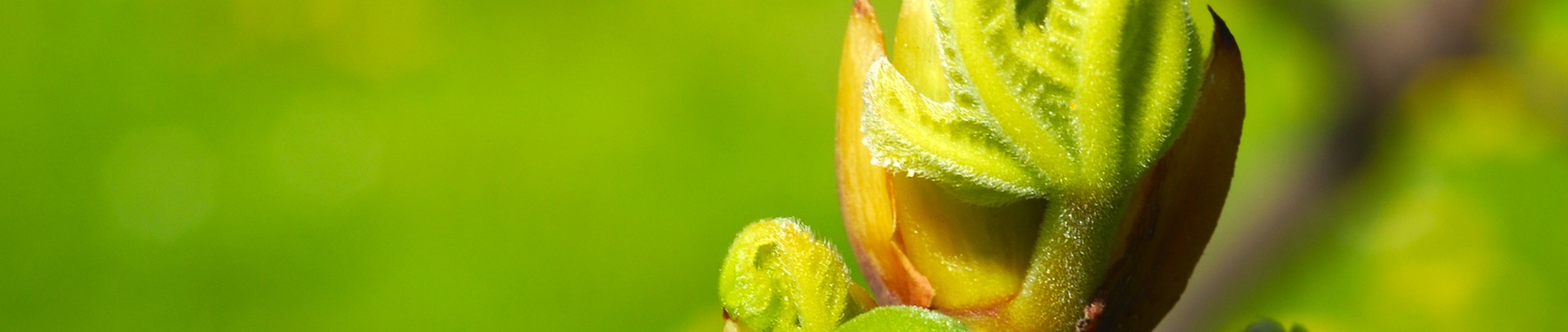 erboristeria-lanuzia-header-lessinia1